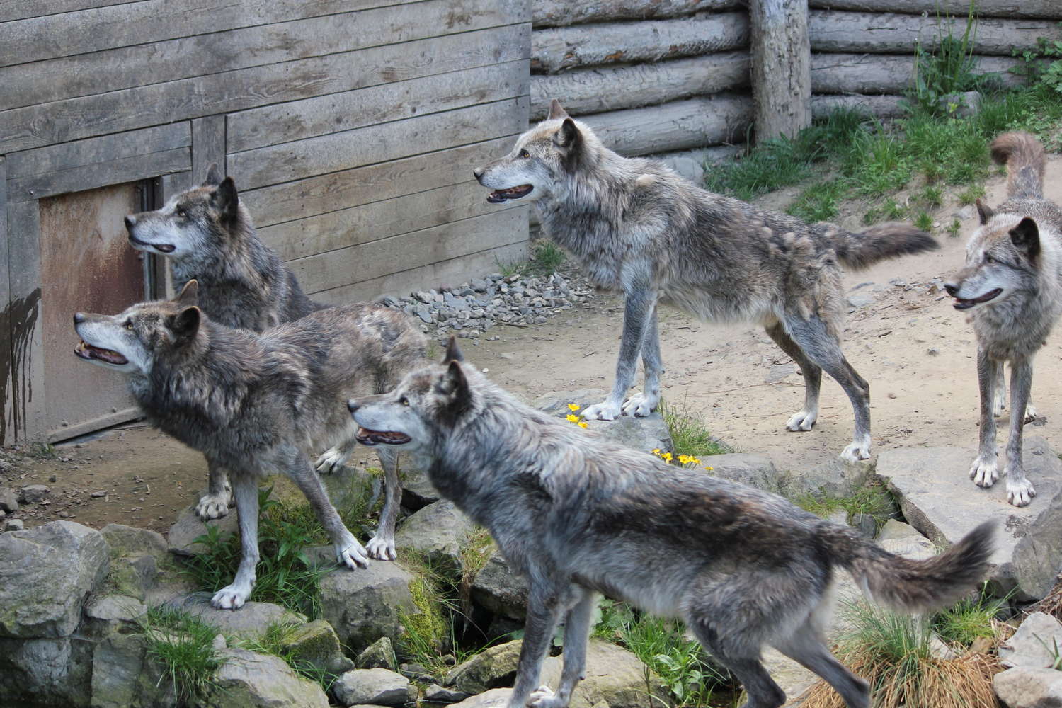 Wolfsrudel im Zoo Hannover, 2015