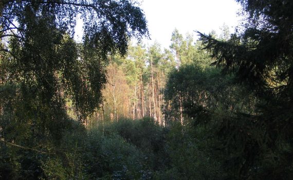 Mecklenburger Landschaft, Kratzeburg, 2007
