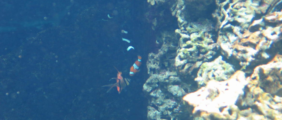 Aquarium im Museé Oceanographique, Monaco, 2006