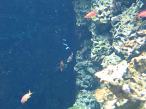 Aquarium im Museé Oceanographique, Monaco, 2006