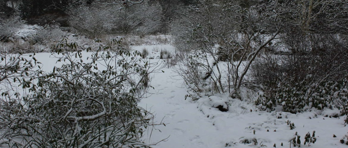 Am Moorweiher im Berggarten, Januar 2013