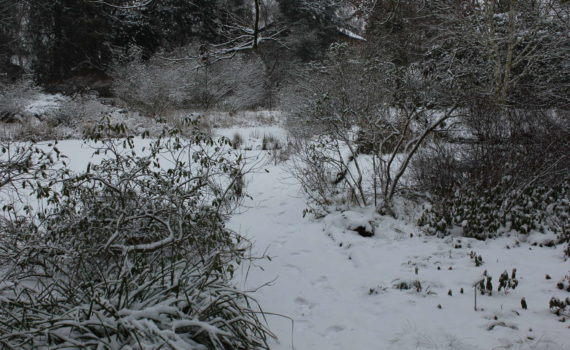 Am Moorweiher im Berggarten, Januar 2013
