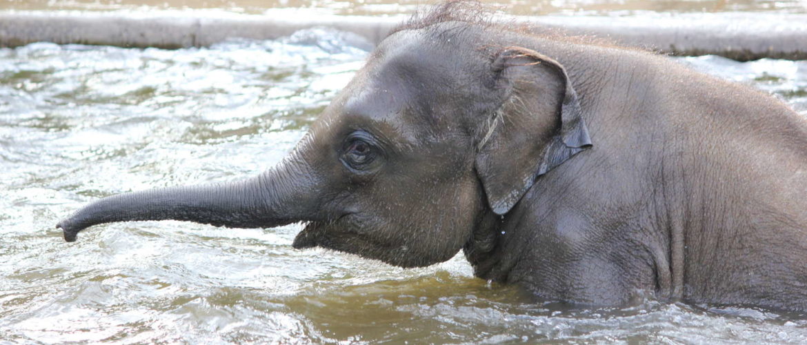 Elefant im Zoo Hannover, Hannover, Mai 2015