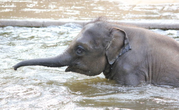 Elefant im Zoo Hannover, Hannover, Mai 2015