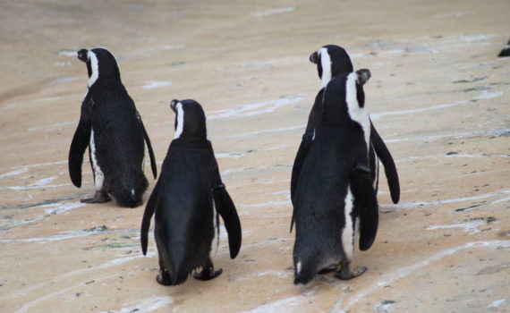 Pinguine im Zoo, Hannover, Mai 2015