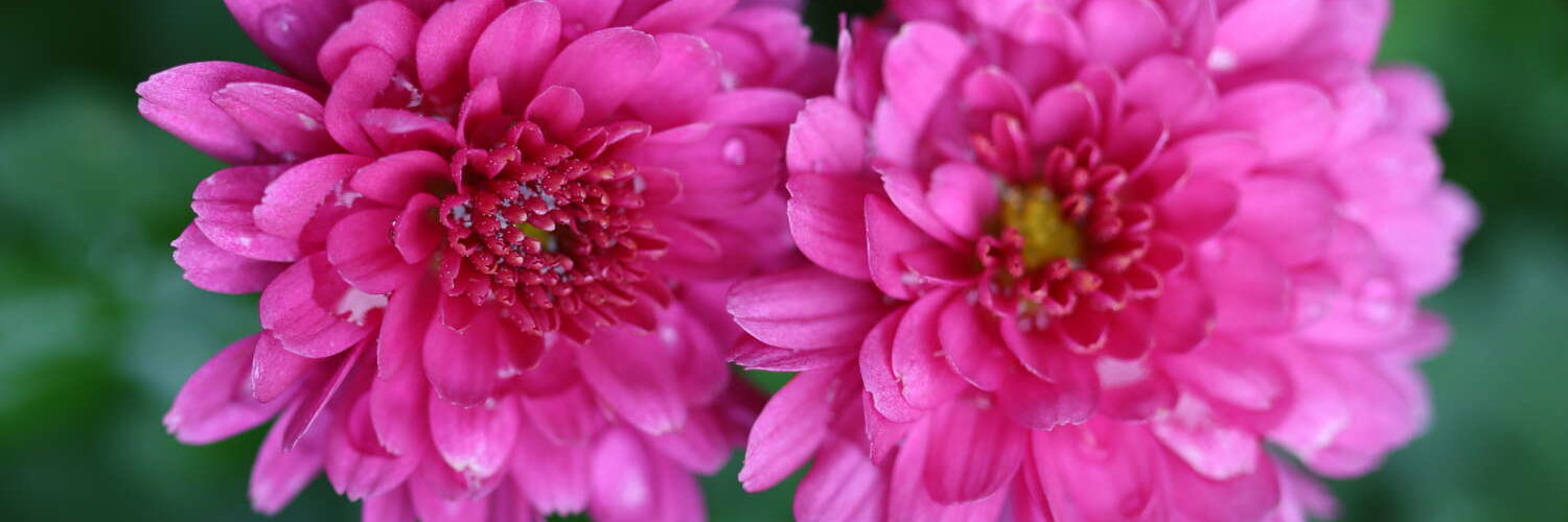 Symbolbild: Blühende Chrysantheme im Herbst
