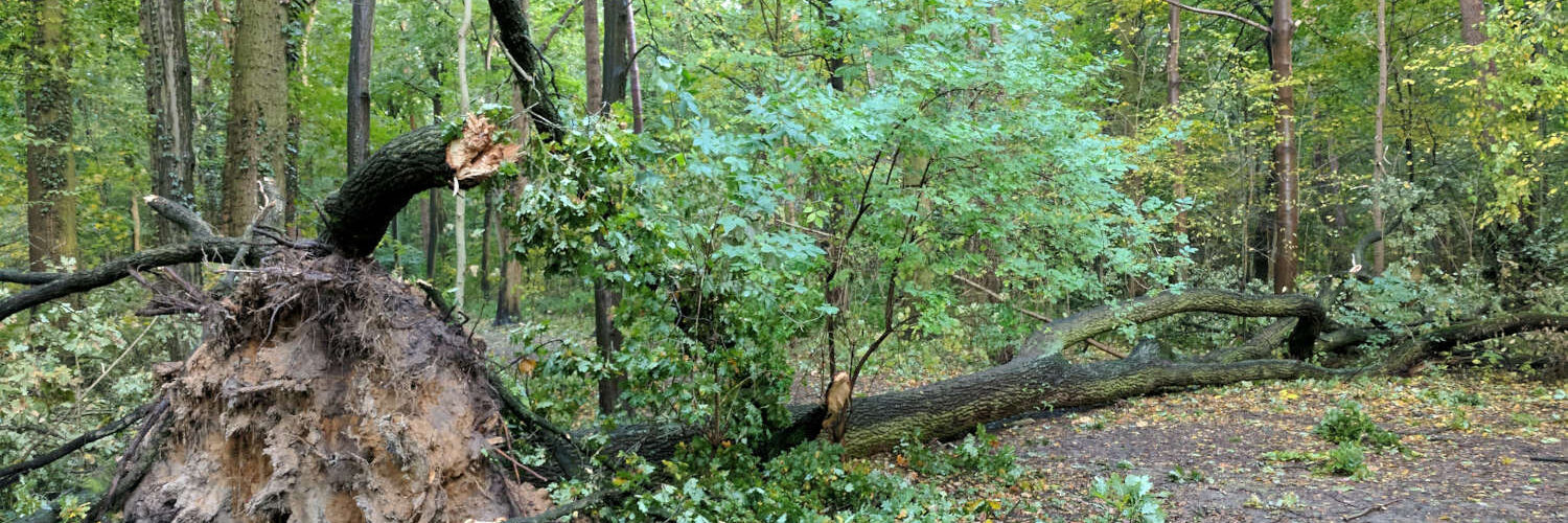 Folgen eines wirklichen schweren Sturms, 2017-10-06, Eilenriede